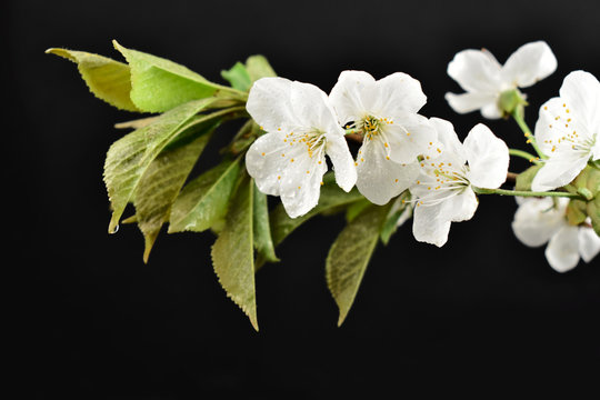 Blooming cherry tree stock images. Cherry branch on a black background. Spring floral decoration. Spring background concept. White cherry blossom flowering branche
