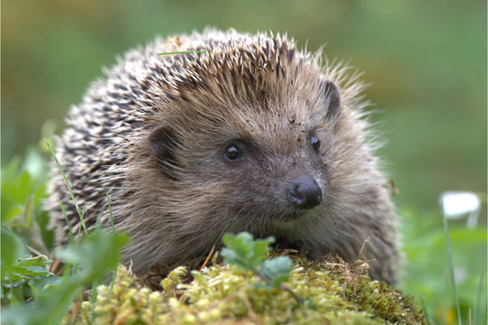 Europ&auml;ischer Igel