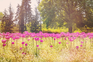 Blooming pink toolips and wildflowers in the park on the sunlight