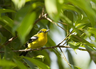 Small yellow bird on green tree