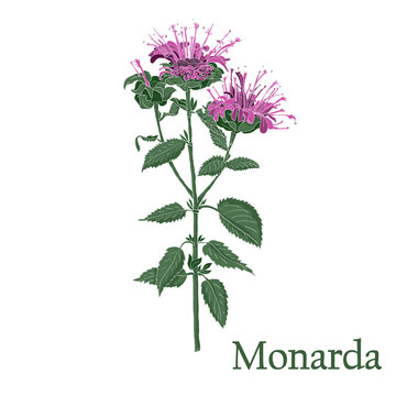 Monarda, Bee Balm. Illustration of a plant in a vector with flower for use in botany.