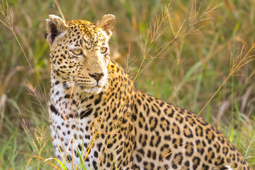 Close up of an African Leopard, Camouflaged wild cat lying in the grass. Hunting prey on the Savannah. Conservation of endangered animals. Protected species of Africa