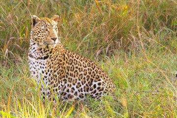 Fototapeta na wymiar Close up of an African Leopard, Camouflaged wild cat lying in the grass. Hunting prey on the Savannah. Conservation of endangered animals. Protected species of Africa