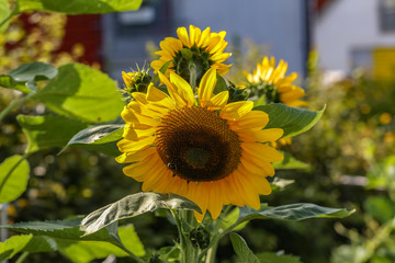 Agriculture  / Sunflowers - Valuable oilseed / Beautiful flowers