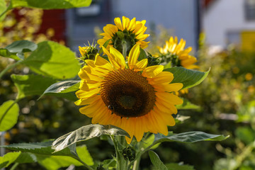 Obraz premium Agriculture / Sunflowers - Valuable oilseed / Beautiful flowers
