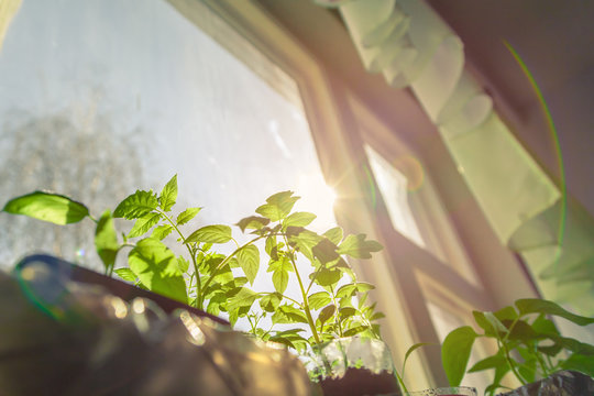 Seedlings of plants on a window, spring seedlings, sun's rays shining.