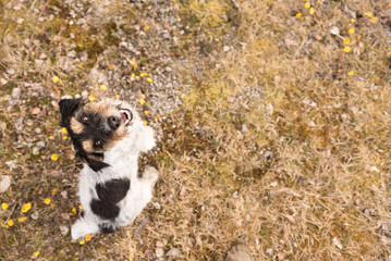 Jack Russell Terrier 3 years old, hair style rough - Cute sitting small dog is looking up - funny...