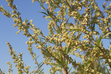 Artemisa vulgaris, Allergens Plants