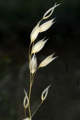 Avena sativa, Allergens Plants