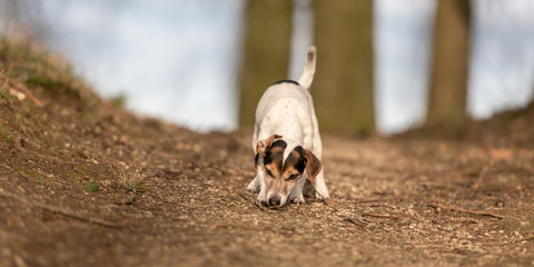 Small cute dog follows in the forest of a track - Jack Russell Terrier 11 years old, hair style...