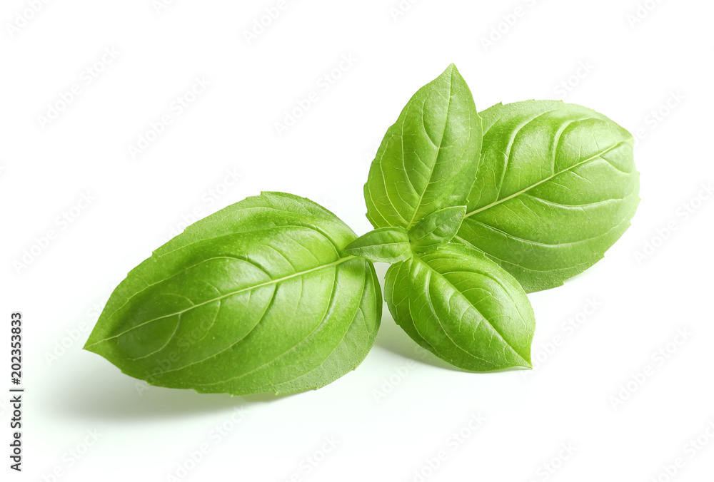 Wall mural fresh green basil leaves