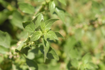 Fototapeta na wymiar Parietaria judaica, Allergens Plants