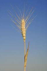 Triticum aestivum,Wheat, Allergens Plants