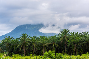 Fototapeta na wymiar Palm Garden and beautiful mountain backdrop