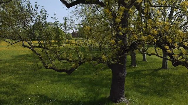 Stuttgart Stadtpark großer Baum Kameraaufstieg