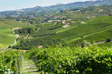 Green countryside with vineyards, Langhe hills in Italy