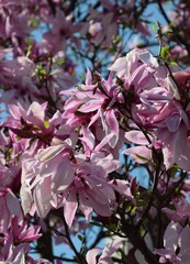 magnolia tree blossoming at spring