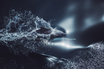 Delfin gleitet durch Wasser