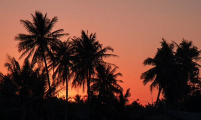 Fototapeta na wymiar Palm tree silhouette with sunset background