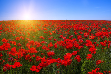 A field of red poppies to the very horizon and a bright sun. A bright sunny day.
