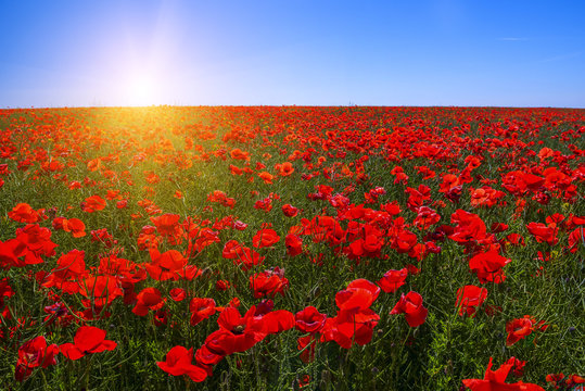 A field of red poppies to the very horizon and a bright sun. A bright sunny day.
