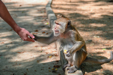 Obraz premium Monkey macaques sit on the curb by the road and takes out of the hands of a treat. Side view portrait.