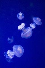 Naklejka na ściany i meble jellyfish in the sea
