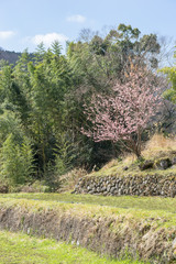 畑の脇にある一本桜