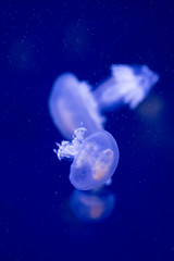 Naklejka na ściany i meble jellyfish in the sea