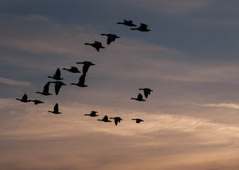 Flock of Geese flying in vee formation at sunset