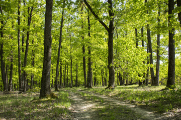 Fototapeta na wymiar Green April young forest scenes , beautiful trees