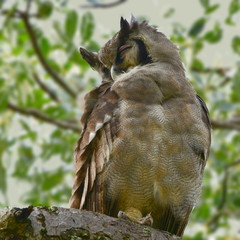 very rare giant eagle owl in Kruger National park in South Africa,district Sukuza