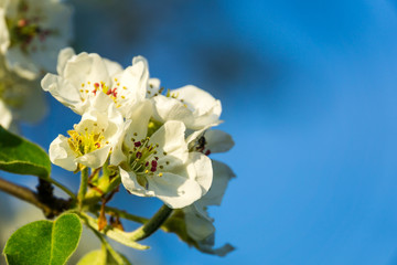 Germany, Beautiful blooming tree shining in sunlight in springtime