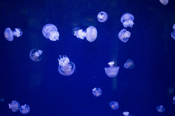 Obraz na płótnie Canvas jellyfish in the sea