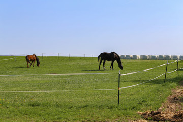 Fototapeta na wymiar Horses graze on pasture