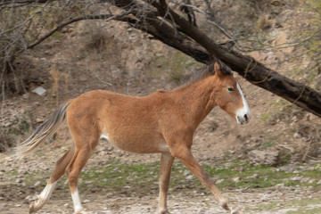 Fototapeta premium Wild Horse in the Arizona Desert