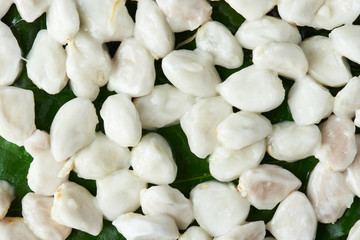 Raw wet fresh cacao beans