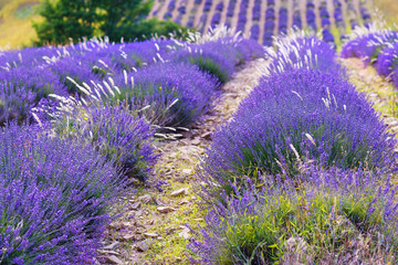 Obraz premium Lavender fields near Valensole in Provence, France.