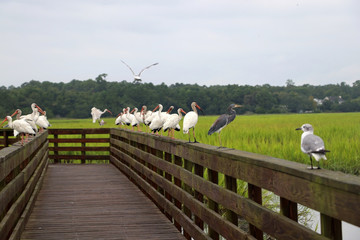 Wildlife scene with a lot of migratory birds on a wooden boardwalk boundary at the extensive salted marsh. Huntington Beach State Park, Litchfield, South Carolina, USA, Myrtle Beach area.
