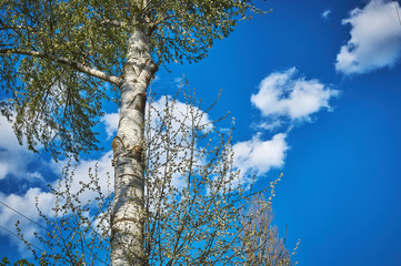 Fototapeta premium poplar trees against the sky.