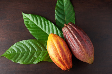 Cacao agriculture theme