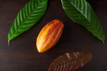 Colorful green and orange color cacao