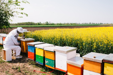 Beekeepers working on apiary in nice sunny day