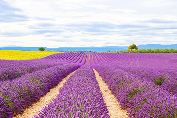 Plakat Blossoming lavender and sunflower fields in Provence, France.