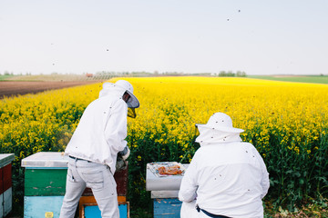 Outdoor work with two bees in yellow field around them