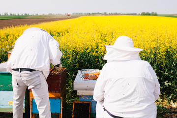 Two of beekeepers taking Rapeseed honey in the Oilseed rape field