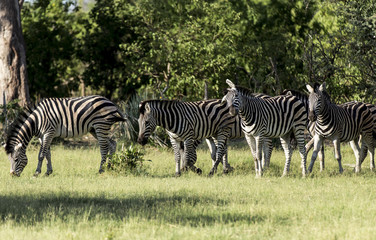 Fototapeta na wymiar African zebras