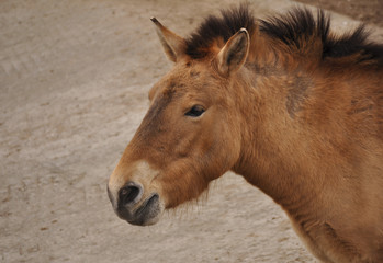 Portrait of horse closeup
