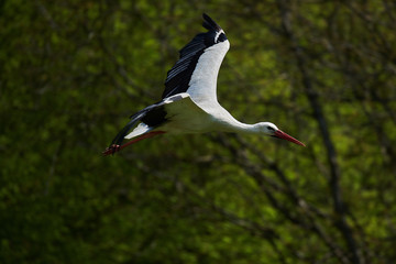Storch