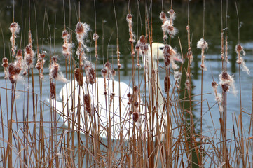 The scene early autumn on the lake. The flowers of the reed are dominant. In the background can be seen the shadows of the lake and swans. The wind blows the seeds of the flowers of the reeds. 